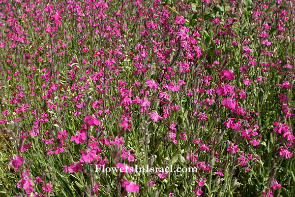 Israel native Plants