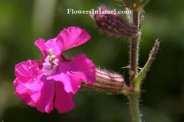 Silene palaestina, Palestine Campion, ציפורנית ארץ-ישראלית