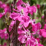 Silene palaestina, Israel, Flowers, Pictures