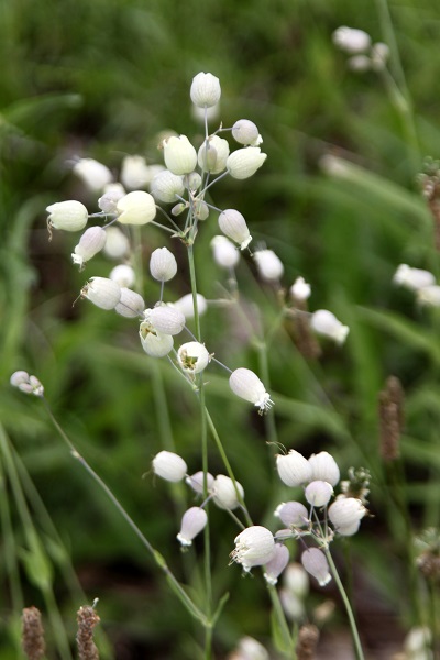 Silene vulgaris, Oberna behen, Silene cucubalus, Silene inflata, Bladder campion, Midenstears, ציפורנית נפוחה, السيلينة الشائعة