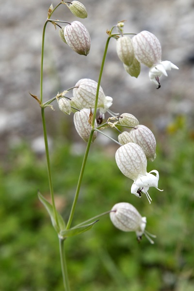 Silene vulgaris, Oberna behen, Silene cucubalus, Silene inflata, Bladder campion, Midenstears, ציפורנית נפוחה, السيلينة الشائعة