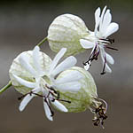 Silene palaestina, Israel, Flowers, Pictures