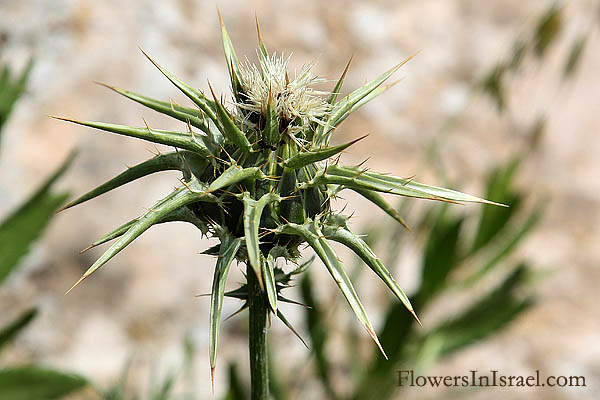 Silybum marianum, Carduus marianus, Holy thistle, milk thistle, Our Lady's thistle, גדילן מצוי