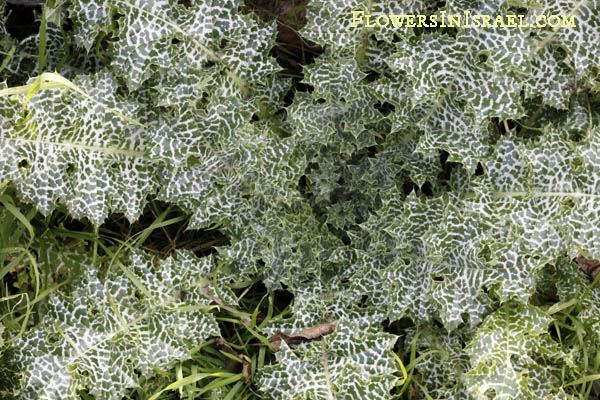 Silybum marianum, Carduus marianus, Holy thistle, milk thistle, Our Lady's thistle, גדילן מצוי