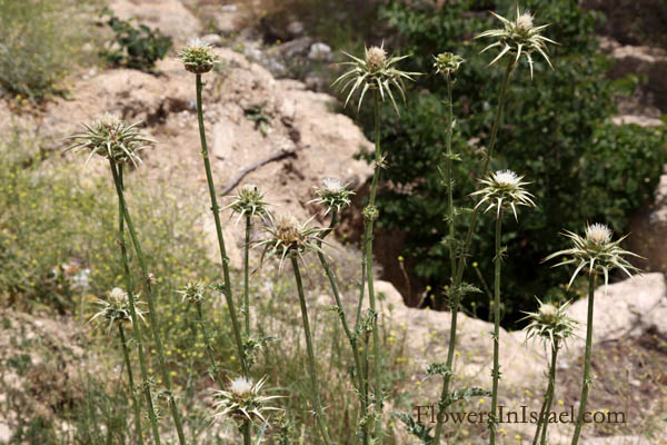 Silybum marianum, Carduus marianus, Holy thistle, milk thistle, Our Lady's thistle, גדילן מצוי