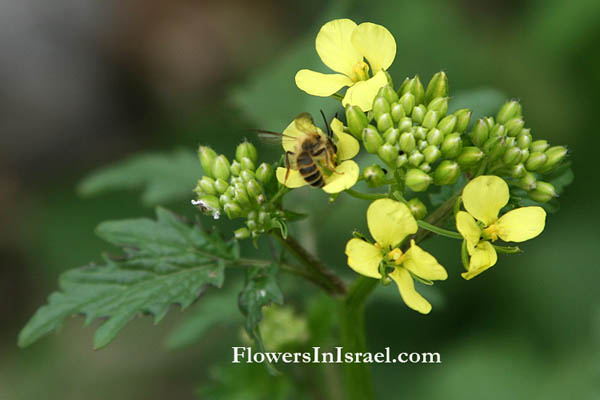 Sinapis alba, White mustard, Salad mustard, חרדל לבן , خردل اصفر