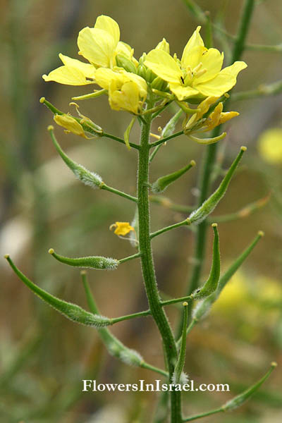 Israel, Nature, Travel, Wildflowers