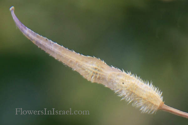 Sinapis alba, White mustard, Salad mustard, חרדל לבן , خردل اصفر