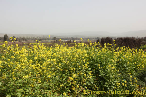 Yellow fields, Jordan River, Sinapis alba, White mustard, Salad mustard, חרדל לבן , خردل اصفر