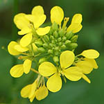 Sinapis alba, Israel, Flowers, Pictures