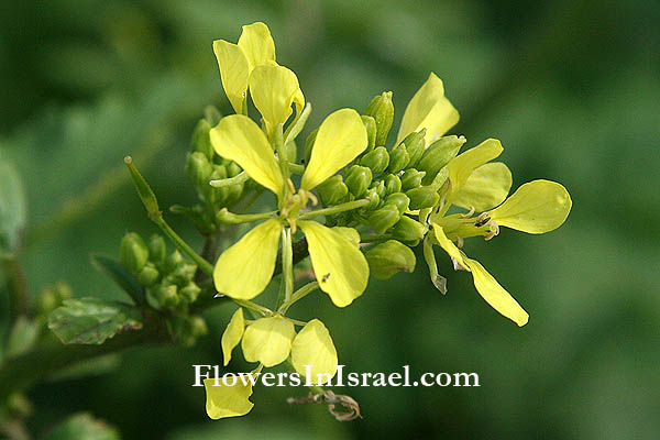 Israel native Plants