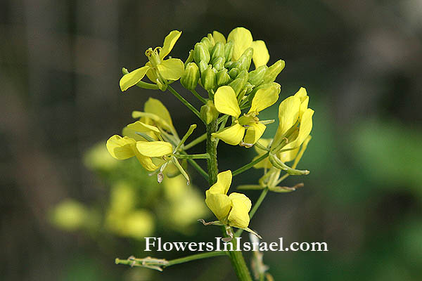  Sinapis arvensis, Brassica arvensis, Eruca arvensis, Raphanus arvensis,  Rhamphospermum arvense, Charlock, Charlock Mustard, Corvense, Charlock, Charlock Mustard, Corn Mustard, Corn-Mustard, Field Mustard, Wild Mustard, חרדל השדה, خردل