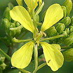 Sinapis arvensis, Israel Yellow wildflowers