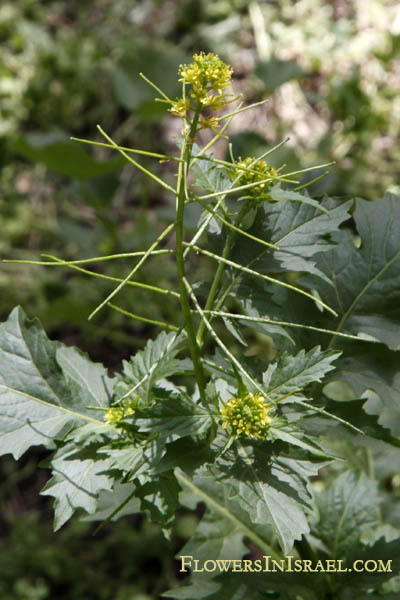 Sisymbrium erysimoides, Mediterranean rocket, French Rocket, Smooth Mustard, תודרה מעובה