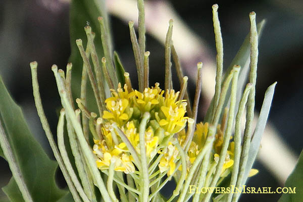 Israel, Wild flowers, native plants, palestine