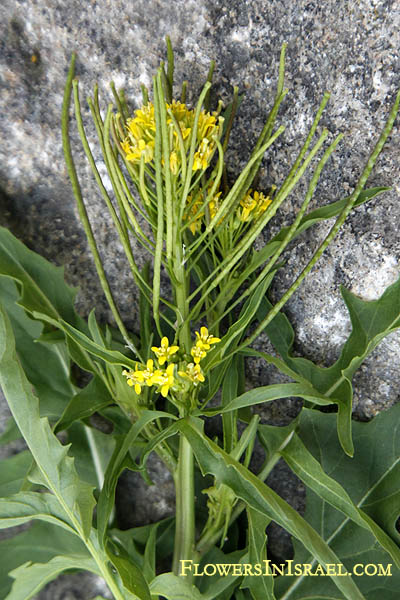 Sisymbrium irio, London Rocket, Wild Mustard, תודרה סייגית, شليات حويرة