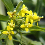 Sisymbrium erysimoides, Mediterranean rocket, French Rocket, Smooth Mustard, תודרה מעובה 