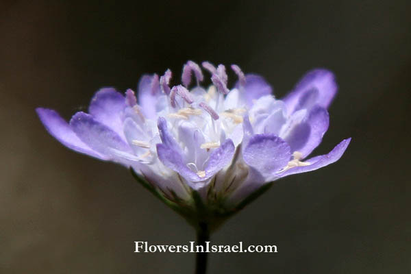 Israel native Plants