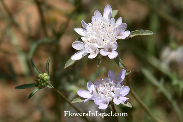 Sixalix arenaria, Scabiosa arenaria, Scabiosa rhizantha, נזרית חופית ,תגית חופית 