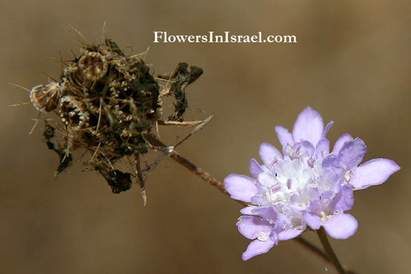 Wilde Flora in Israel