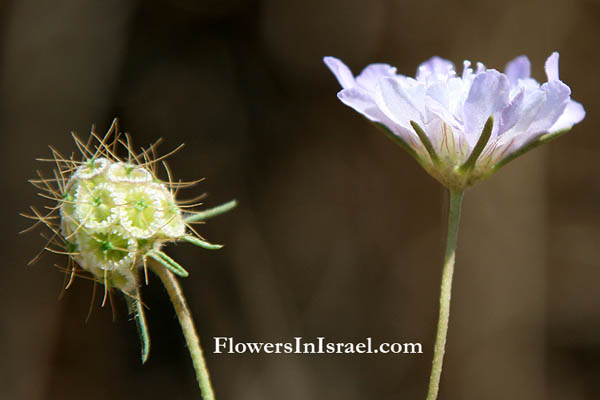 Sixalix arenaria, Scabiosa arenaria, Scabiosa rhizantha, נזרית חופית ,תגית חופית 