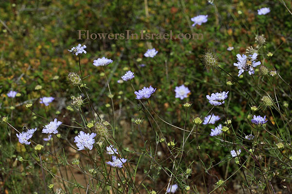 Israel, Flowers, Palestine, Nature