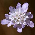 Sixalix arenaria, Israel, Flowers, Pictures