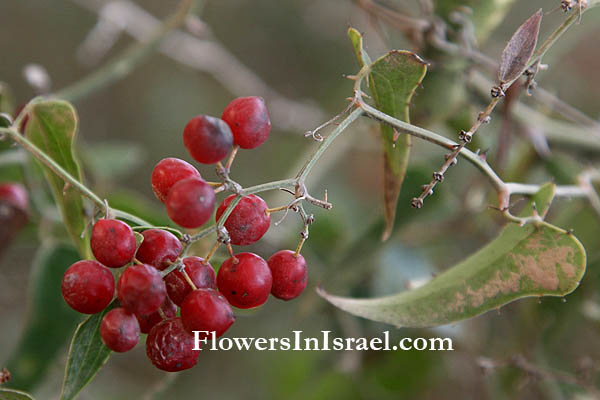 Smilax aspera, Mediterranean Smilax, Common Smilax, Rough Bindweed, Prickly ivy, קיסוסית קוצנית