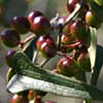 Smilax aspera, Israel, Flowers, Pictures