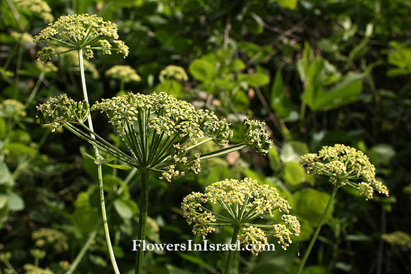 Smyrnium olusatrum, Alexanders, Horse Parsley, Wild celery, מורית גדולה