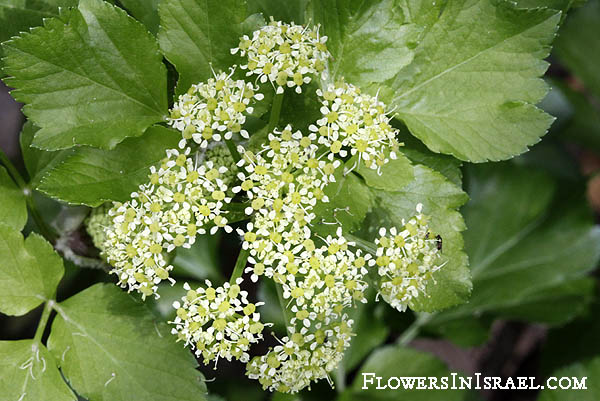 Smyrnium olusatrum, Alexanders, Horse Parsley, Wild celery, מורית גדולה