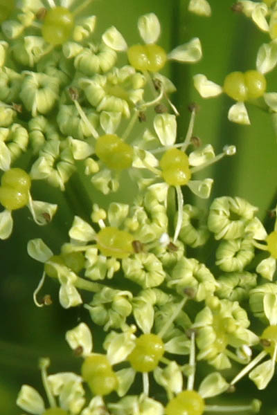 Smyrnium olusatrum, Alexanders, Horse Parsley, Wild celery, מורית גדולה