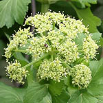 Smyrnium olusatrum, Israel, Cream colored flowers