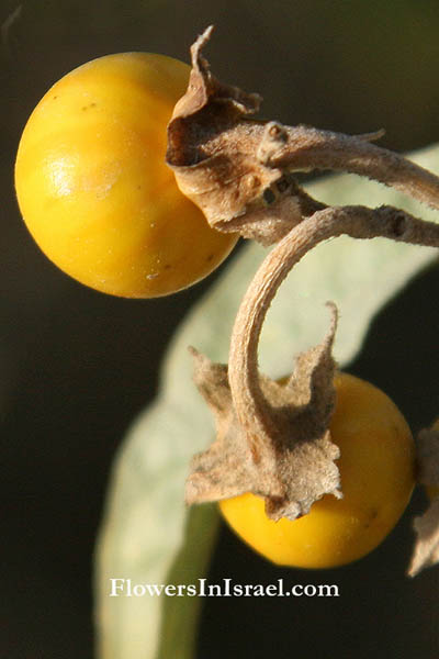 Flora of Israel online, Native plants, Palestine