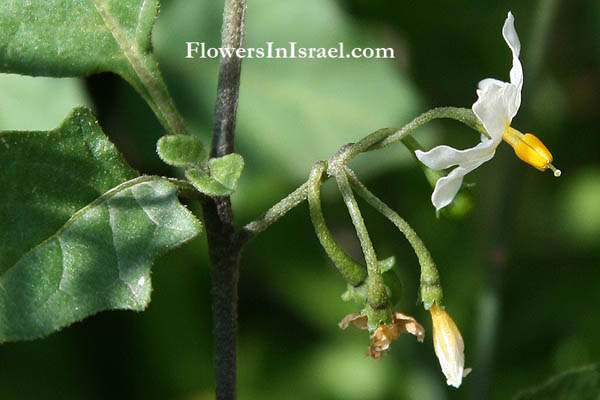 Solanum nigrum, Black nightshade, Common nightshade, Hound's berry, عنب الديب ,סולנום שחור