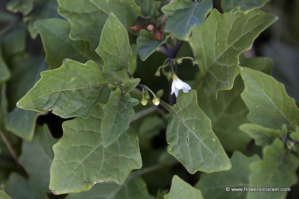 Solanum nigrum, Black nightshade, Common nightshade, Hound's berry, عنب الديب ,סולנום שחור