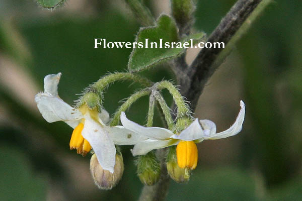 Solanum villosum, Solanum luteum, Woolly nightshade,عنب الثعلب الصوفي ,סולנום שעיר