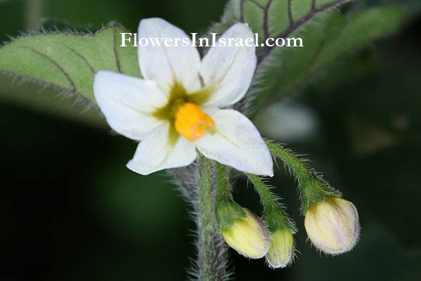 Israel, Flowers, Palestine, Nature