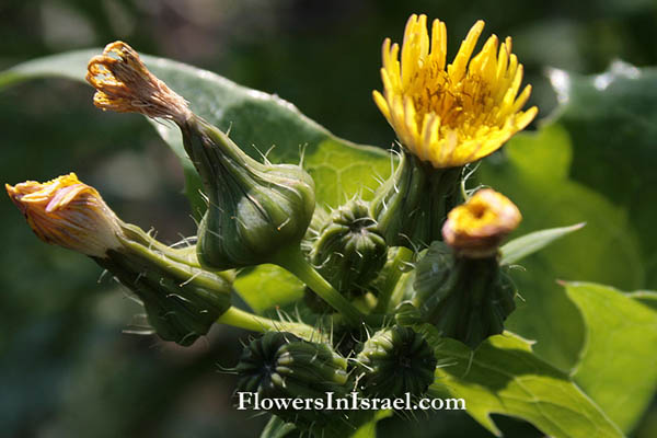 פרחים, צמחי בר, צמח בר, פרחי ישראל