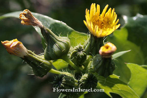 Sonchus oleraceus, Sow thistle, Smooth Sow Thistle, Annual Sow Thistle, Hare's Colwort, Hare's Thistle, Milky Tassel, Swinies, Sea Sow-thistle, Hare's lettuce, מרור הגינות