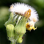 Sonchus oleraceus, Israel Yellow wildflowers