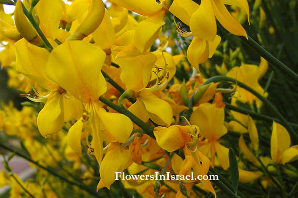 Spartium junceum, Spanish Broom, Weaver's broom, Rush Broom, وزال,אחירותם החורש