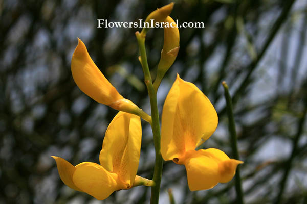 Israel, Botany, Native plants, Nature, Palestine