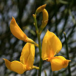 Spartium junceum, Israel, Flowers, Pictures