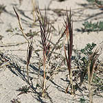 Sporobolus pungens, Flora, Israel, Wildflowers, green flowers