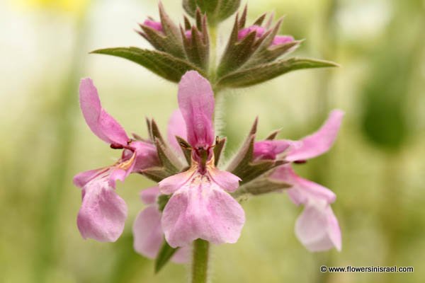 Stachys arabica, Stachys macrosperma, Arabian Woundwort, אשבל ערבי