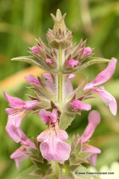 Stachys arabica, Stachys macrosperma, Arabian Woundwort, אשבל ערבי