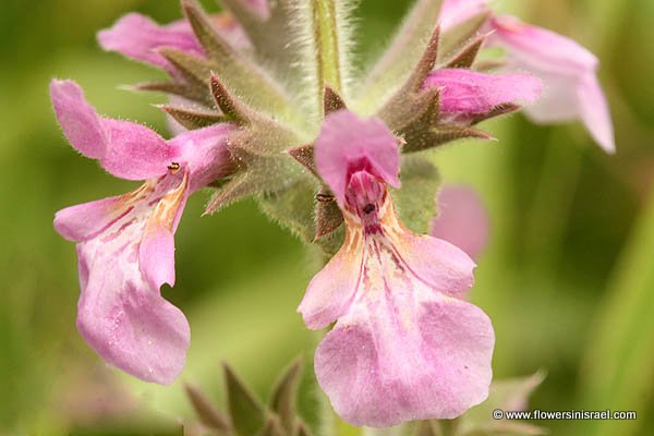 Stachys arabica, Stachys macrosperma, Arabian Woundwort, אשבל ערבי