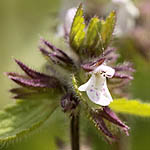 Stachys arvensis,Glechoma arvensis, Israel, Flowers, Pictures