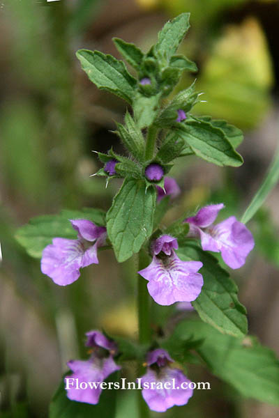 Stachys neurocalycina, Nerved-Calyx Stachys, אשבל מעורק, البطنج متعرق الكأسيات